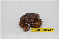 藏品(廣闊疣扇蟹)的圖片